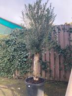 Olijfboom in pot - Mooie decoratieve boom, Bloeit niet, 100 tot 250 cm, Olijfboom, Ophalen