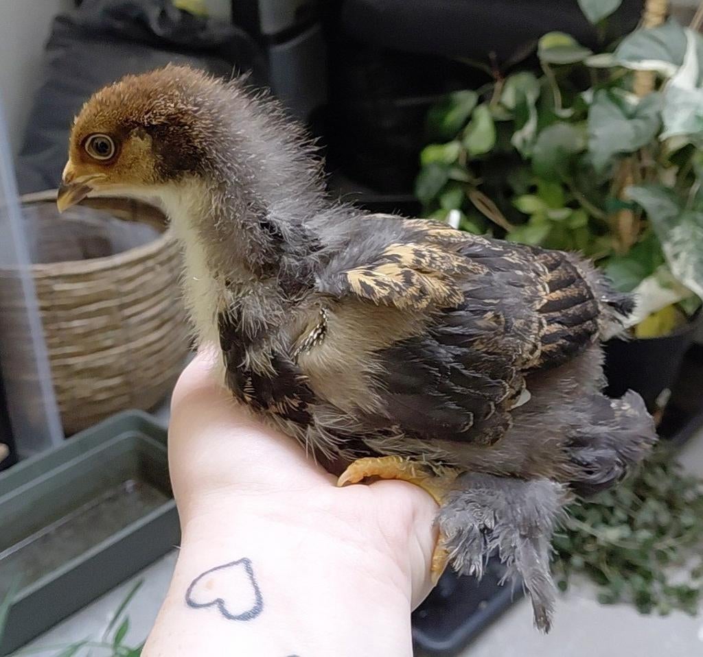 Brahma groot kuikens, Geslacht onbekend, Kip