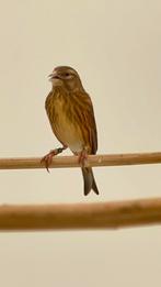 Kneu x kanarie bastaard 2025, Geslacht onbekend, Wildzangvogel, Geringd