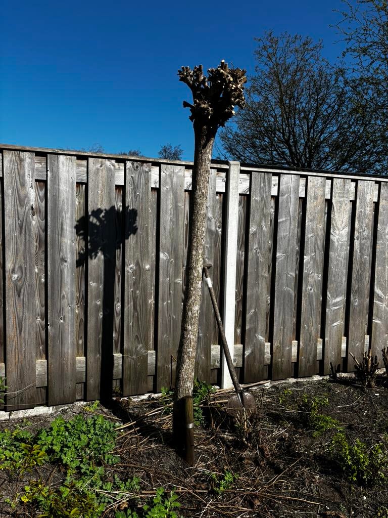 Catalpa, Tuin en Terras, 250 tot 400 cm, Zomer, Ophalen, Volle zon