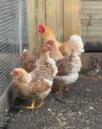 Broedeieren wyandotte kriel geel-wit gezoomd, Dieren en Toebehoren, Pluimvee, Geslacht onbekend, Kip