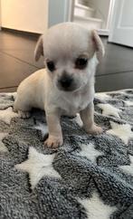 Chihuahua hondjes voor 5 sterren huisje, 8 tot 15 weken, Parvo, Meerdere, Meerdere dieren