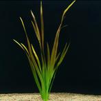 vallisneria spiralis red €4,95, ., Overige typen, Nieuw, Ophalen of Verzenden