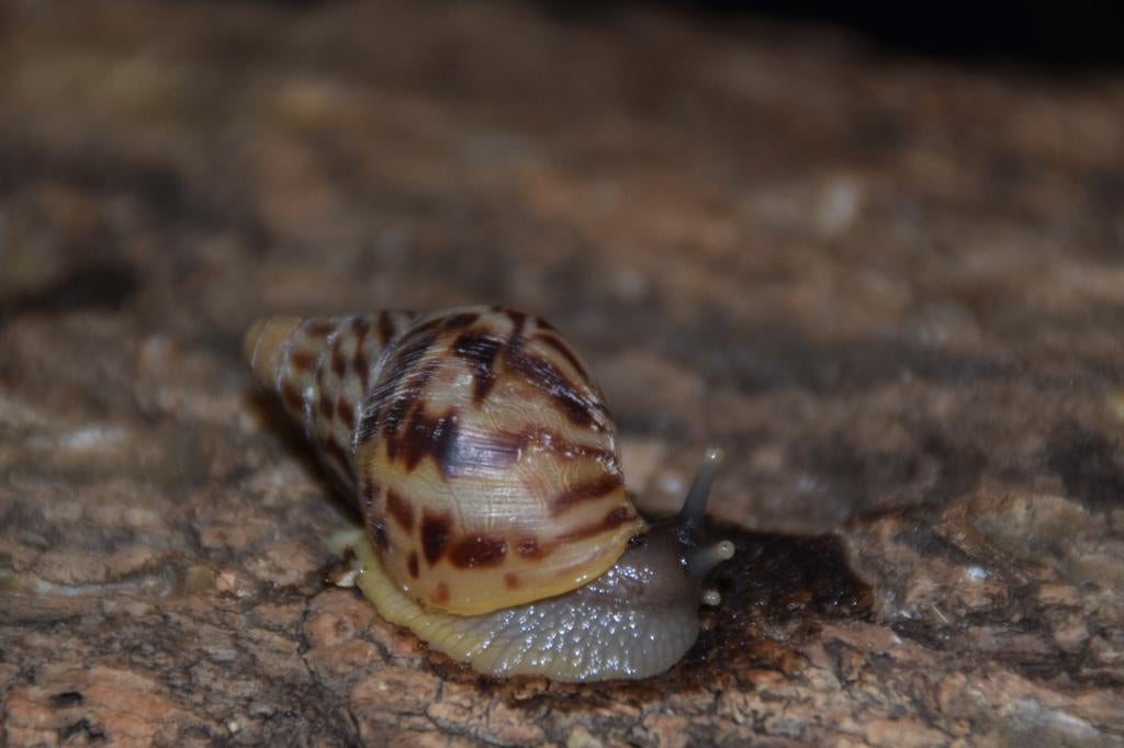 Jongen Lissachatina reticulata, Dieren en Toebehoren, Januari, Meerdere dieren