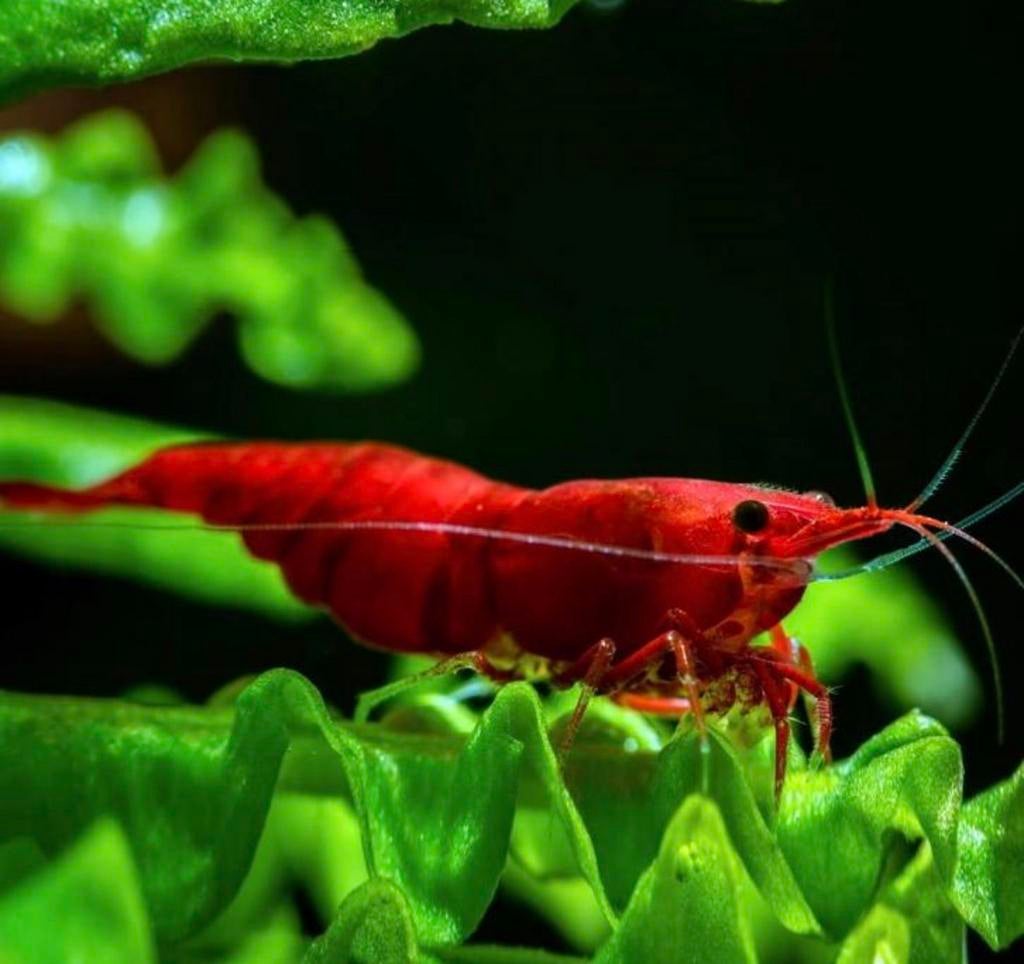 Bloody mary garnalen