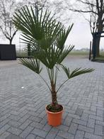 Palmboom +- 150cm, Tuin en Terras, Planten | Tuinplanten, Ophalen, Bloeit niet, Overige soorten, Volle zon