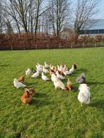 Broedeieren legkip, Dieren en Toebehoren, Pluimvee, Geslacht onbekend, Kip