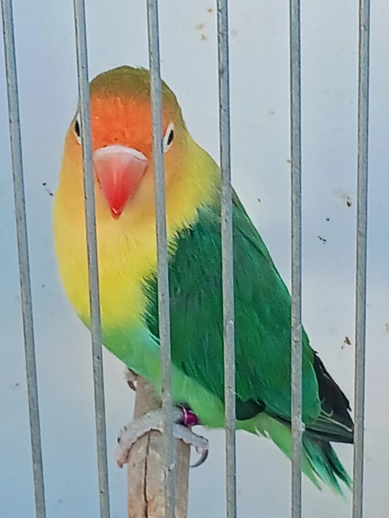 Fischerie  man, Dieren en Toebehoren, Vogels | Parkieten en Papegaaien, Mannelijk, Parkiet