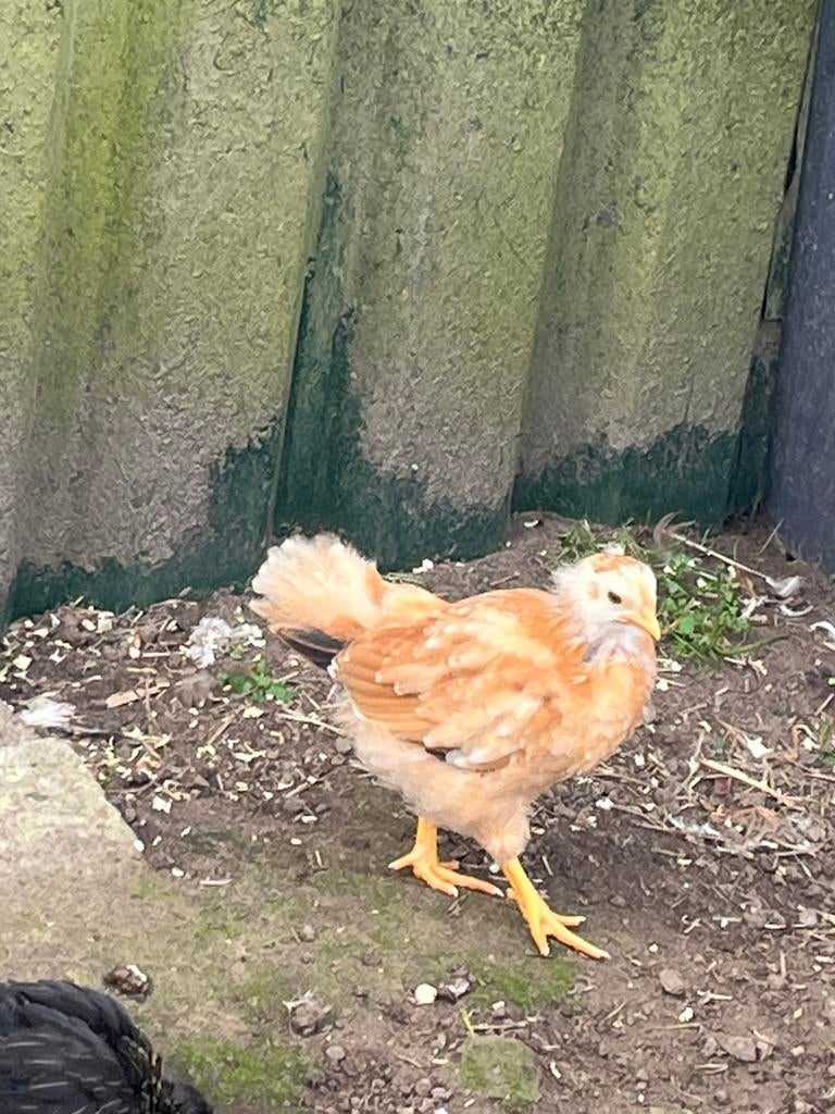Kuikens, Dieren en Toebehoren, Geslacht onbekend, Kip