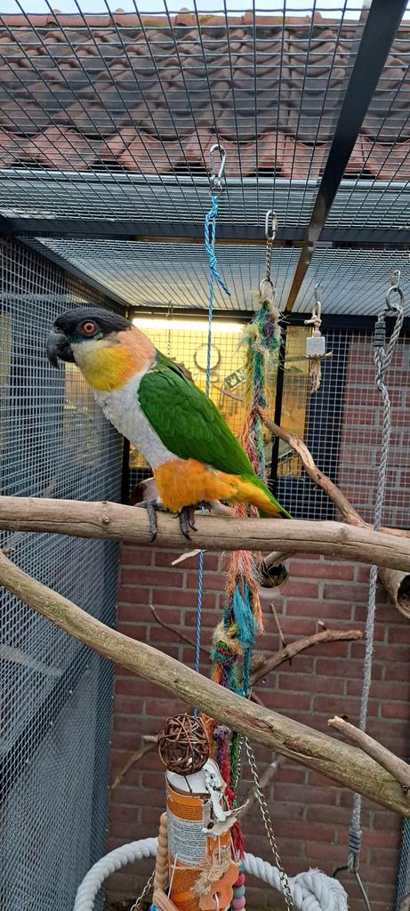 Koppel Zwartkop Caiques, Dieren en Toebehoren, Vogels | Parkieten en Papegaaien, Papegaai, Meerdere dieren, Tam