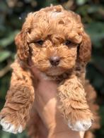 Mini labradoodle pups mini doodle pup mag verhuizen, Parvo, Overige rassen, 8 tot 15 weken, Meerdere