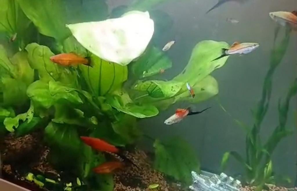 Aantal gratis af te halen zwaarddragers, Dieren en Toebehoren, Vis, Zoetwatervis