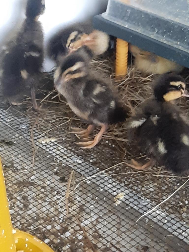 6 raszuiver Indische loopeenden pulletjes, Dieren en Toebehoren, Meerdere dieren, Eend