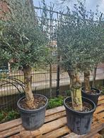 Olijfboom prachtige dikke stam, div olijfbomen scherpe prijs, Volle zon, Ophalen of Verzenden, 100 tot 250 cm, Olijfboom