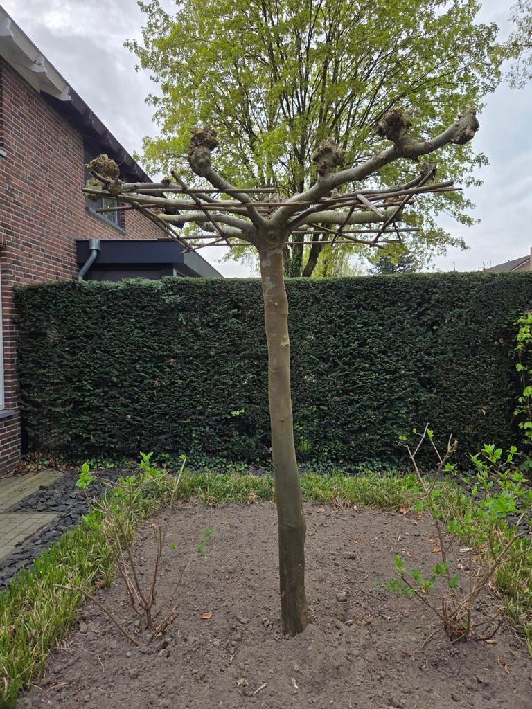 Dakplataan, Ophalen, Volle zon, Overige soorten, 100 tot 250 cm