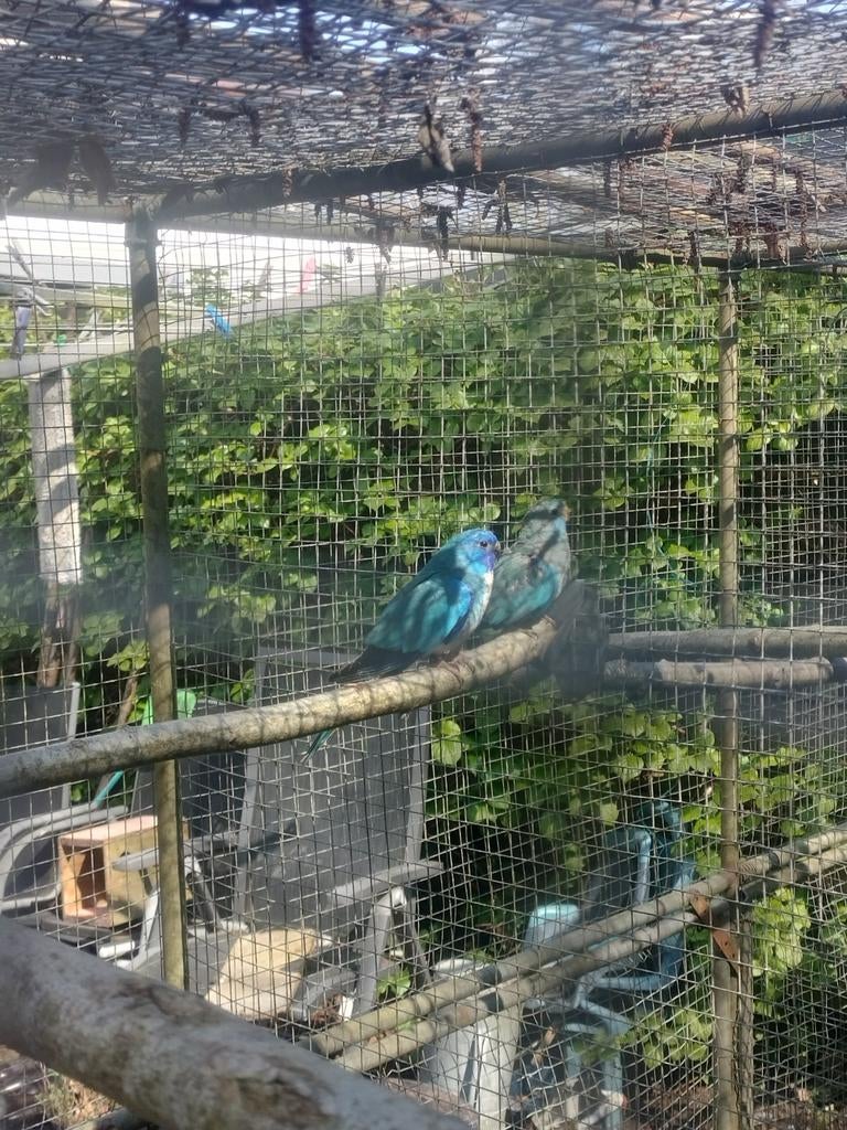 Splendid parkieten witborst en Turquoise/wb, Dieren en Toebehoren, Meerdere dieren, Parkiet