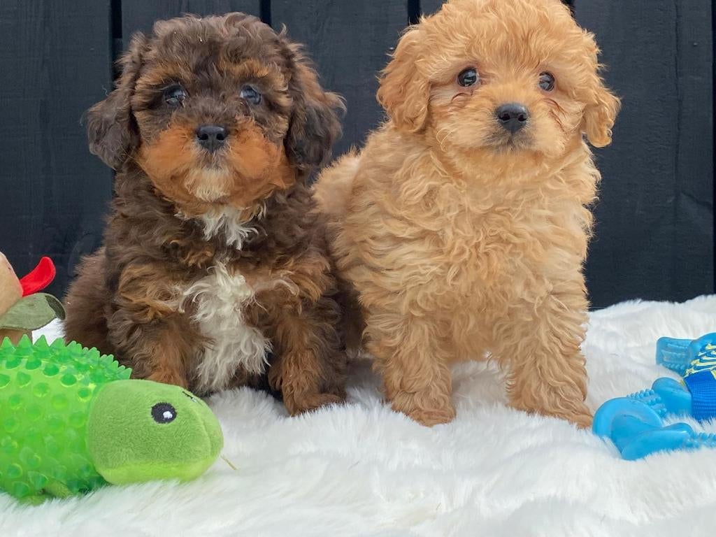 Prachtige Maltipoo f1 pups!, Dieren en Toebehoren, Honden | Chihuahua's en Gezelschapshonden, Parvo, Overige rassen, 8 tot 15 weken