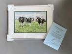 Reproductie Wiebe A vd Zee, cows; incl lijst en certificaat, Ophalen of Verzenden