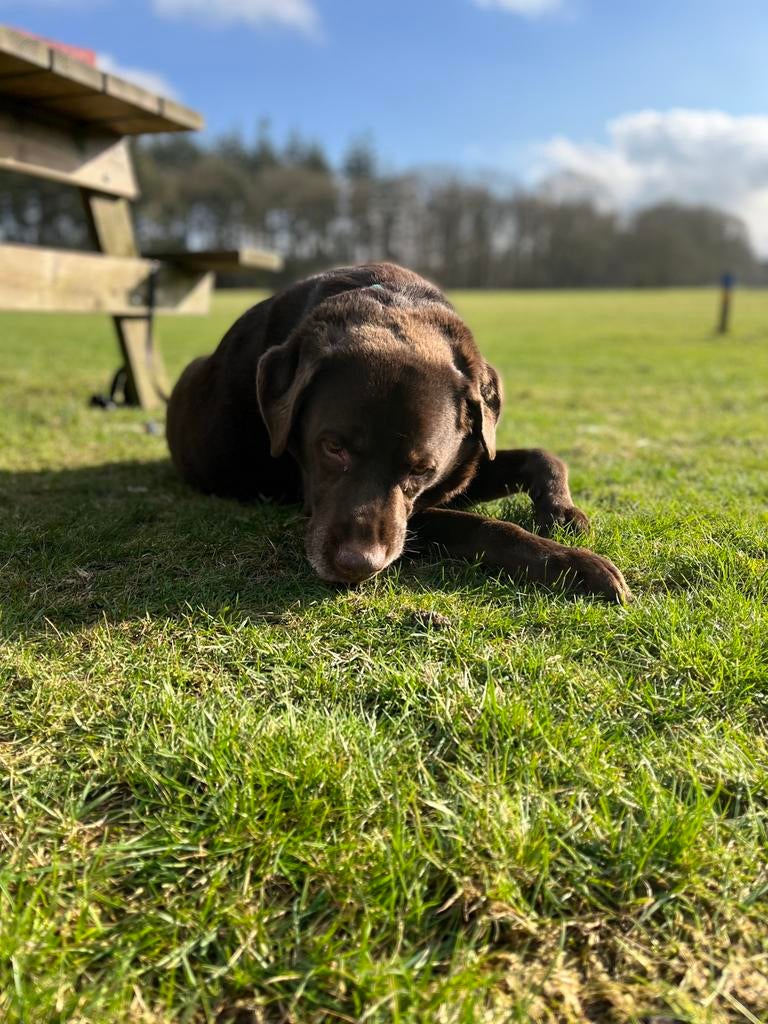 Hondenoppas / uitlaat aangeboden, Diensten en Vakmensen, Dieren | Honden | Verzorging, Oppas en Les, Uitlaatservice