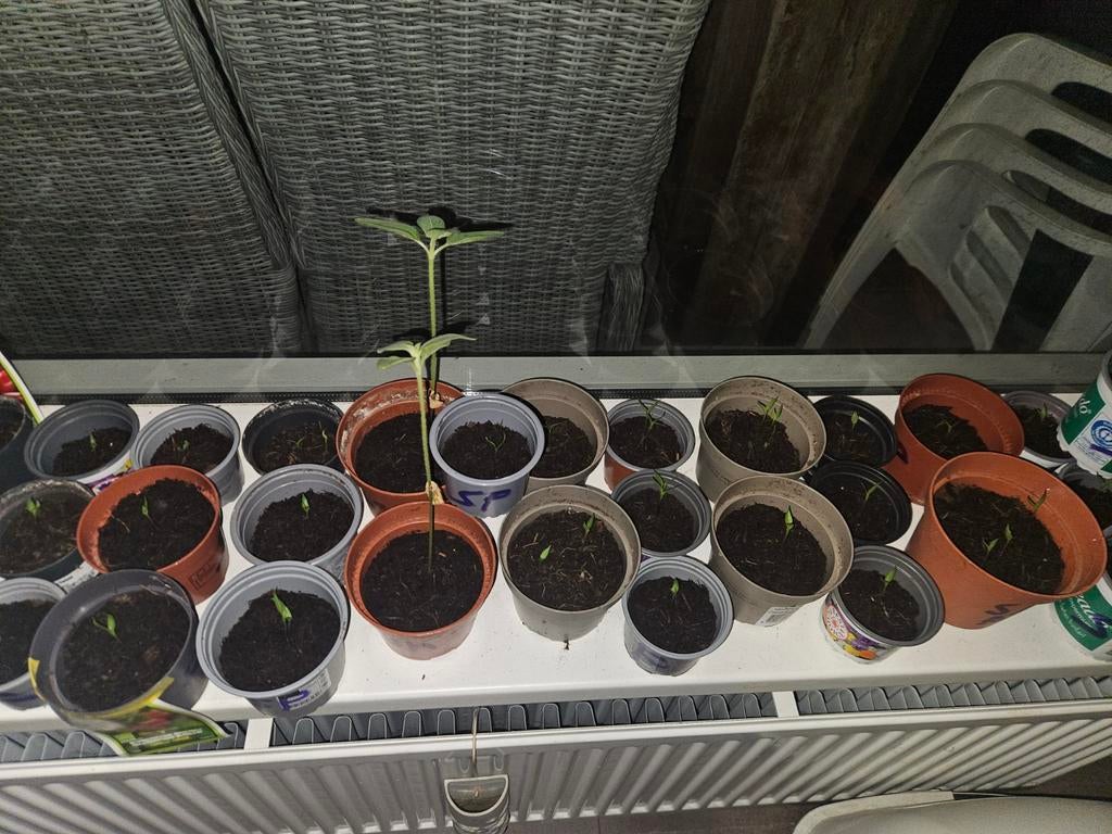 Jonge Spaanse peper en paprika plantjes, Tuin en Terras, Planten | Tuinplanten, Eenjarig, Groenteplanten, Volle zon, Zomer, Ophalen