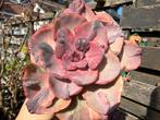 Echeveria Beyonce Variegata /pot 7cm/vetplant/succulent, Ophalen of Verzenden, Halfschaduw, Minder dan 100 cm