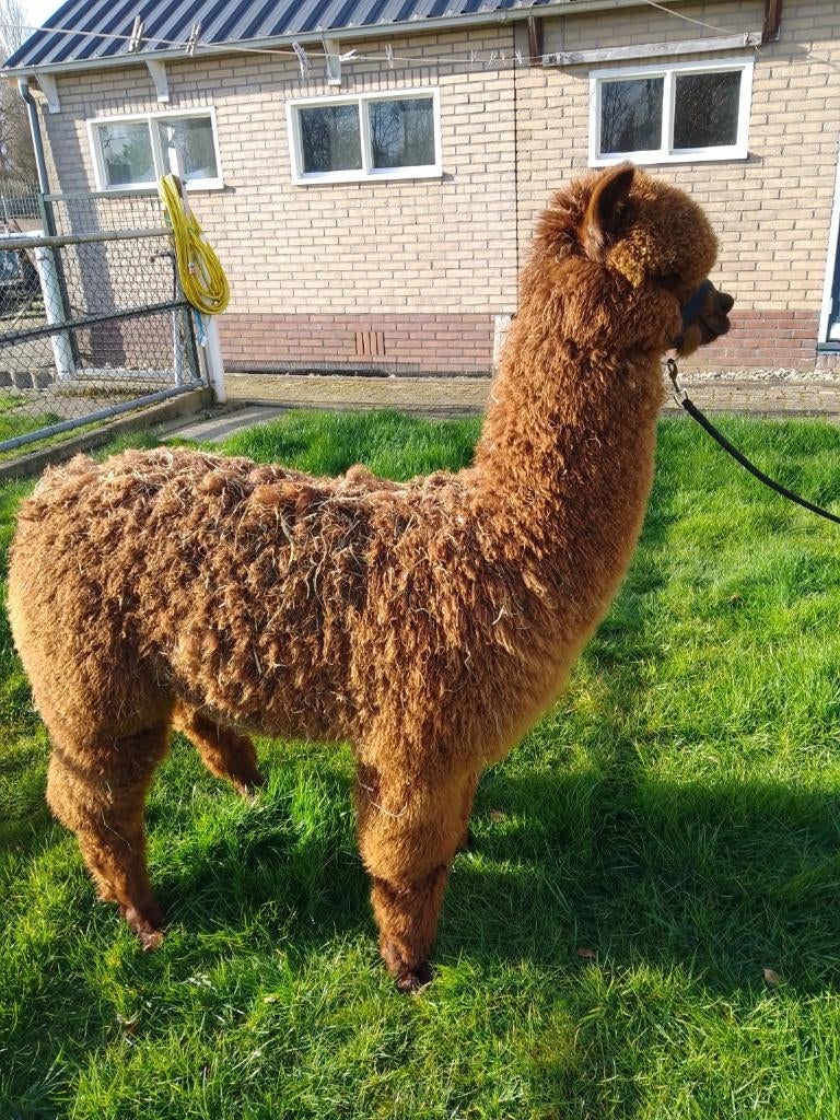 Alpaca hengst te koop, Dieren en Toebehoren, Overige Dieren, Mei, Mannelijk