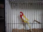 rosella lutino, Meerdere dieren, Parkiet, Geringd
