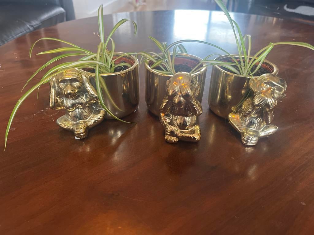 Horen, Zien, Zwijgen potjes met graslelie stekjes, Ophalen, Overige soorten, Halfschaduw, In pot