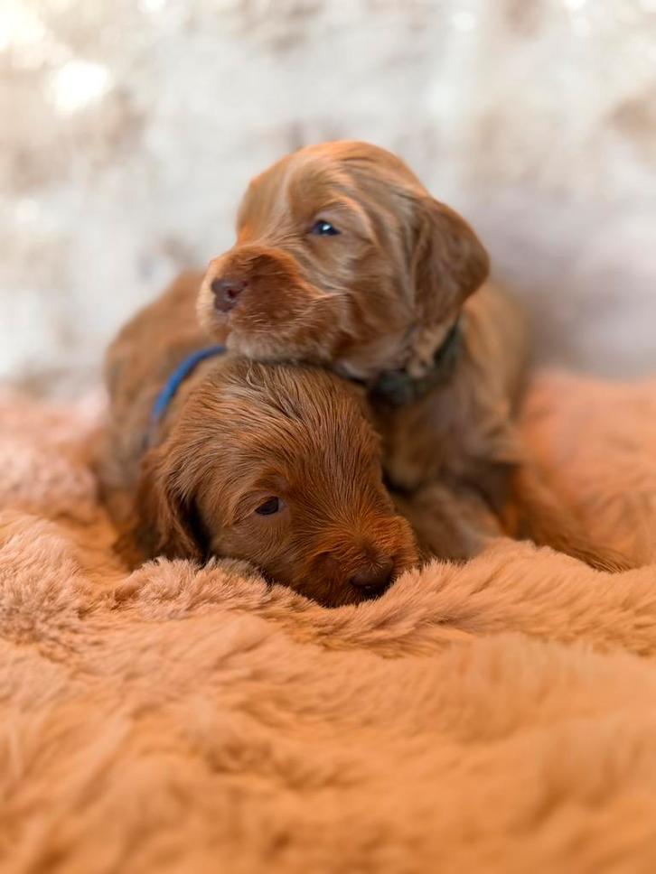 Medium Cobberdog/ Australian Labradoodle pups geboren, Dieren en Toebehoren, Honden | Retrievers, Spaniëls en Waterhonden, Meerdere dieren