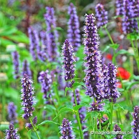 Uit de biologische moestuin: Dropplantjes blauw., Overige soorten, Volle zon, Vaste plant, Ophalen of Verzenden
