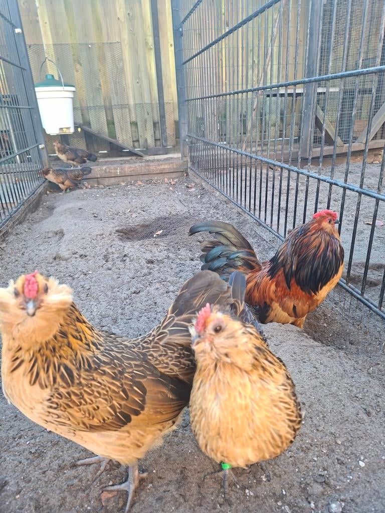 Antwerpse baardkrielen, Meerdere dieren, Kip
