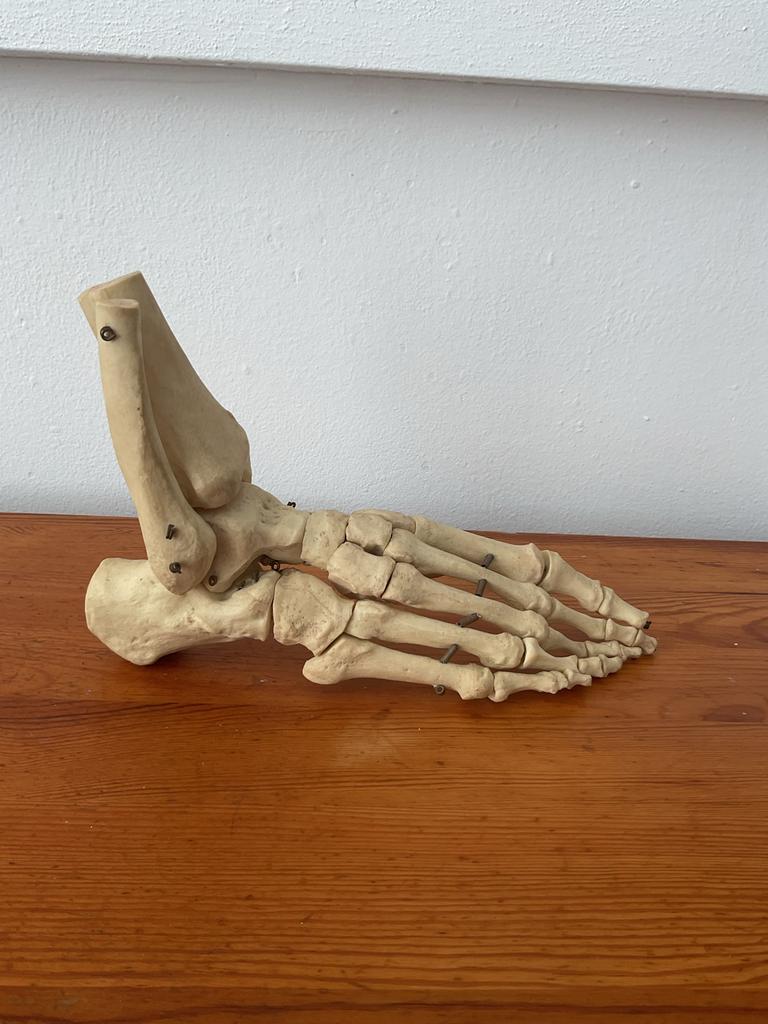 anatomisch model  voet, Ophalen of Verzenden, Gebruikt