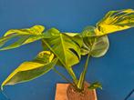 Monstera Aurea Big Form p17 (4)