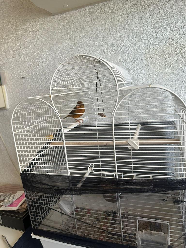 Kanarie zingt veel!, Dieren en Toebehoren, Vogels | Hokken en Kooien, Ophalen, Zo goed als nieuw, Metaal, Vogelkooi