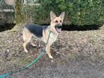 Lieve Duits-Zwitserse Herder reu 9 mnd zoekt nieuw thuis, 15 weken tot 1 jaar, Reu, Parvo, Eén hond
