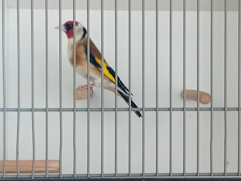 In 1 koop, Dieren en Toebehoren, Vogels | Overige Vogels, Meerdere dieren, Wildzangvogel, Geringd