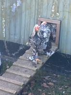 Brahma hanen, Dieren en Toebehoren, Pluimvee, Mannelijk, Kip