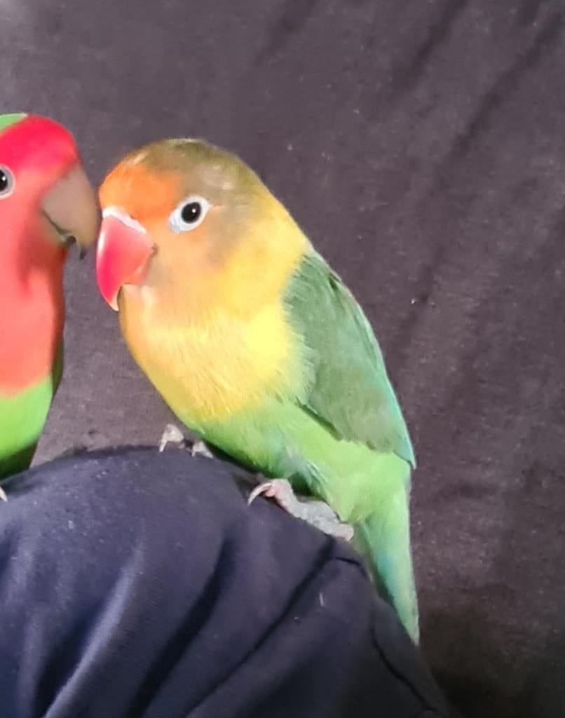 Red vogel vermist, Ophalen