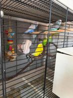 Parkieten, Dieren en Toebehoren, Vogels | Parkieten en Papegaaien, Meerdere dieren, Parkiet