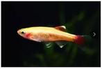 Gouden Chinese Danio, Vis, Zoetwatervis, Schoolvis