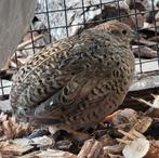 Japanse kwartel man volwassen, Mannelijk