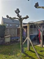 Dakplataan., Tuin en Terras, Planten | Bomen, Ophalen, Dakboom, 100 tot 250 cm