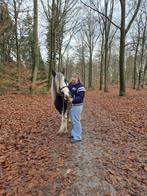 Bijrij- / verzorgpaard gezocht, Ophalen, Nieuw