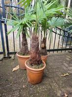 Trachycarpus fortunei - 3 Palmen met 45cm stam, Volle zon, Vaste plant, Bloeit niet, Ophalen