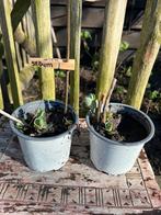 SEDUM Hemelsleutel Herbstfreunde, Volle zon, Vaste plant, Zomer, Ophalen