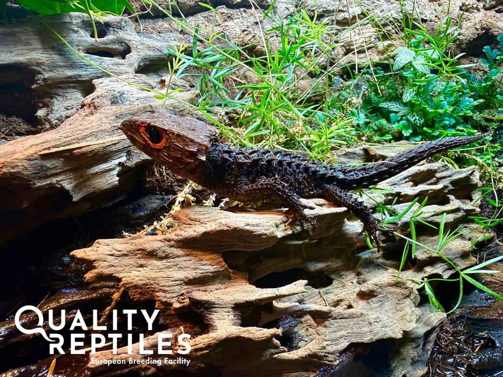 Koppel rood oog krokodil skinken (Tribolonotus gracilis), Hagedis, 0 tot 2 jaar