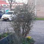 Vlinderstruik wit, Tuin en Terras, Ophalen of Verzenden