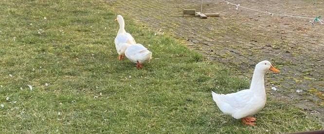 Gezocht! Pekingeenden, Vrouwelijk, Eend