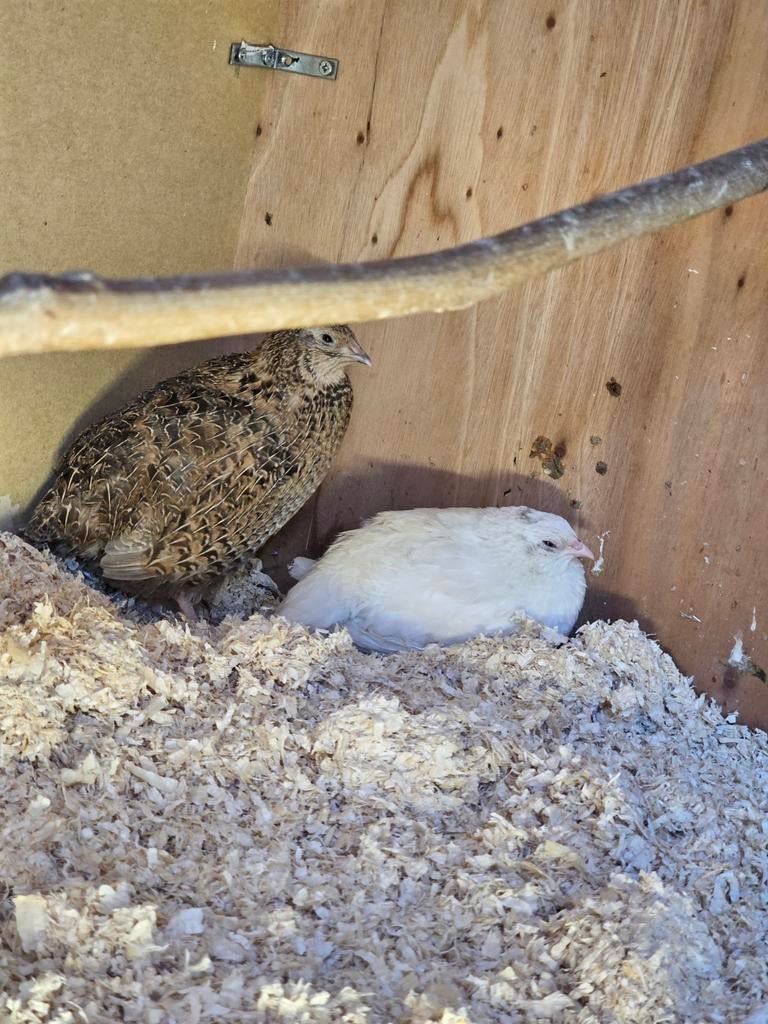 (Jumbo) Japanse Kwartel Broedeieren, Geslacht onbekend