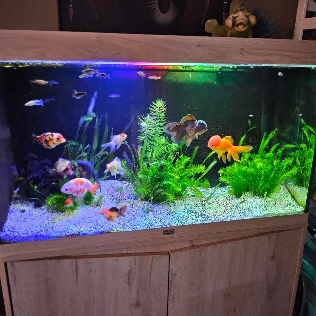 Prachtig mooi en compleet aquarium, nu 350 euro, Dieren en Toebehoren, Vissen | Aquaria en Toebehoren, Gevuld zoetwateraquarium